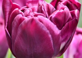 Tulipa Python (3)